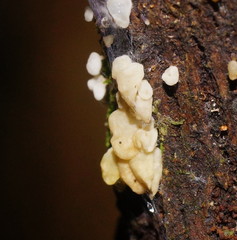 Physalacria australiensis