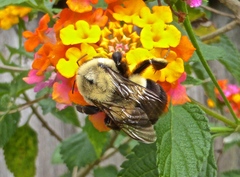 Bombus impatiens image