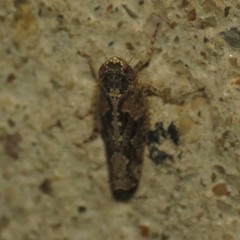 Dixianus utahnus