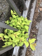 Phloeospora spiraeicola