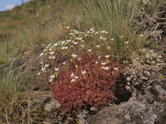 Saxifraga fragosoi