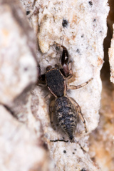 Cheliferoides segmentatus