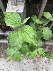 Elsinoe corni