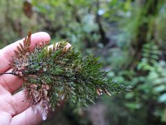 Abrodictyum elongatum