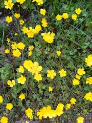 Ranunculus ollissiponensis
