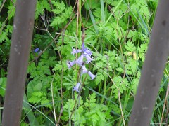 Chaerophyllum nodosum