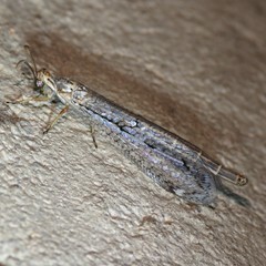 Scotoleon longipalpis