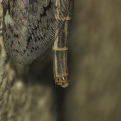 Scotoleon longipalpis