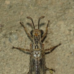 Scotoleon longipalpis