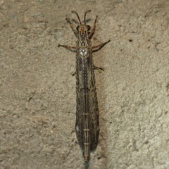 Scotoleon longipalpis