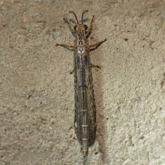 Scotoleon longipalpis