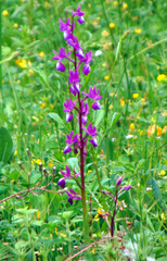 Anacamptis laxiflora
