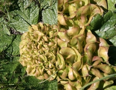Arctopus monacanthus