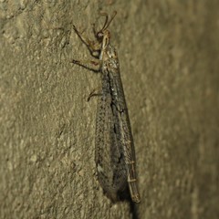 Scotoleon longipalpis