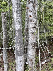 Betula papyrifera