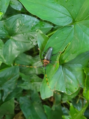 Retrachydes thoracicus thoracicus