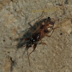 Pseudopamera nitidula