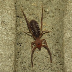 Ammotrechidae