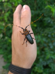 Retrachydes thoracicus thoracicus
