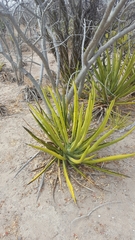 Agave datylio