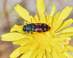 Acmaeodera ottomana
