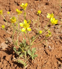 Ranunculus oxyspermus