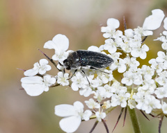 Acmaeoderella villosula