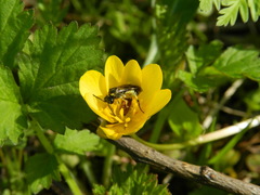 Tenthredo talyshensis