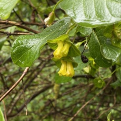 Lonicera involucrata involucrata