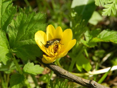 Tenthredo talyshensis