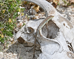 Ophisops elegans schlueteri