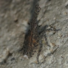 Scolopsella reticulata