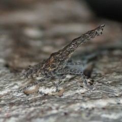 Scolopsella reticulata