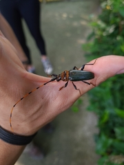 Retrachydes thoracicus thoracicus