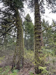 Pseudotsuga menziesii