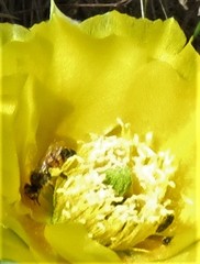 Macrotera