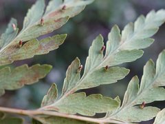 Loxsoma cunninghamii