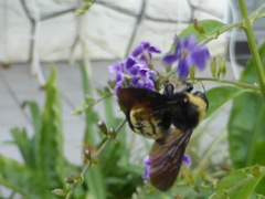 Bombus pensylvanicus image