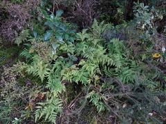 Loxsoma cunninghamii