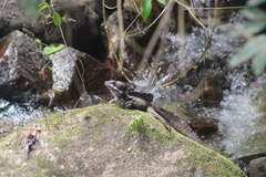 Basiliscus basiliscus