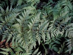 Loxsoma cunninghamii