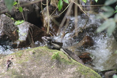 Basiliscus basiliscus