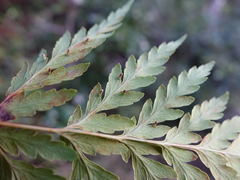 Loxsoma cunninghamii