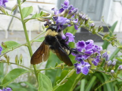 Bombus pensylvanicus image