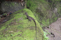 Basiliscus basiliscus