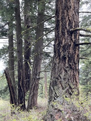 Pseudotsuga menziesii