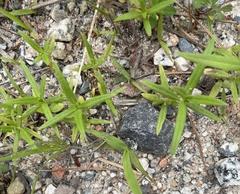 Hexasepalum