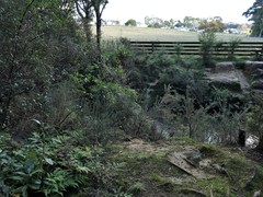 Loxsoma cunninghamii