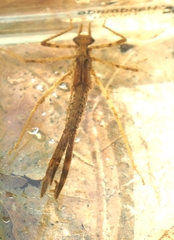 Calopteryx maculata