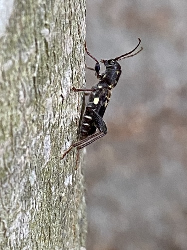 Rustic Borer photo 6